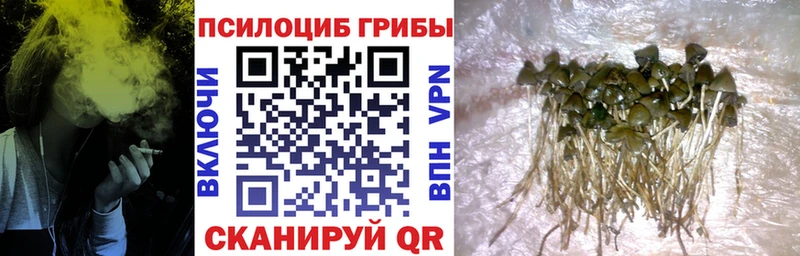 сколько стоит  Никольск  Псилоцибиновые грибы прущие грибы 
